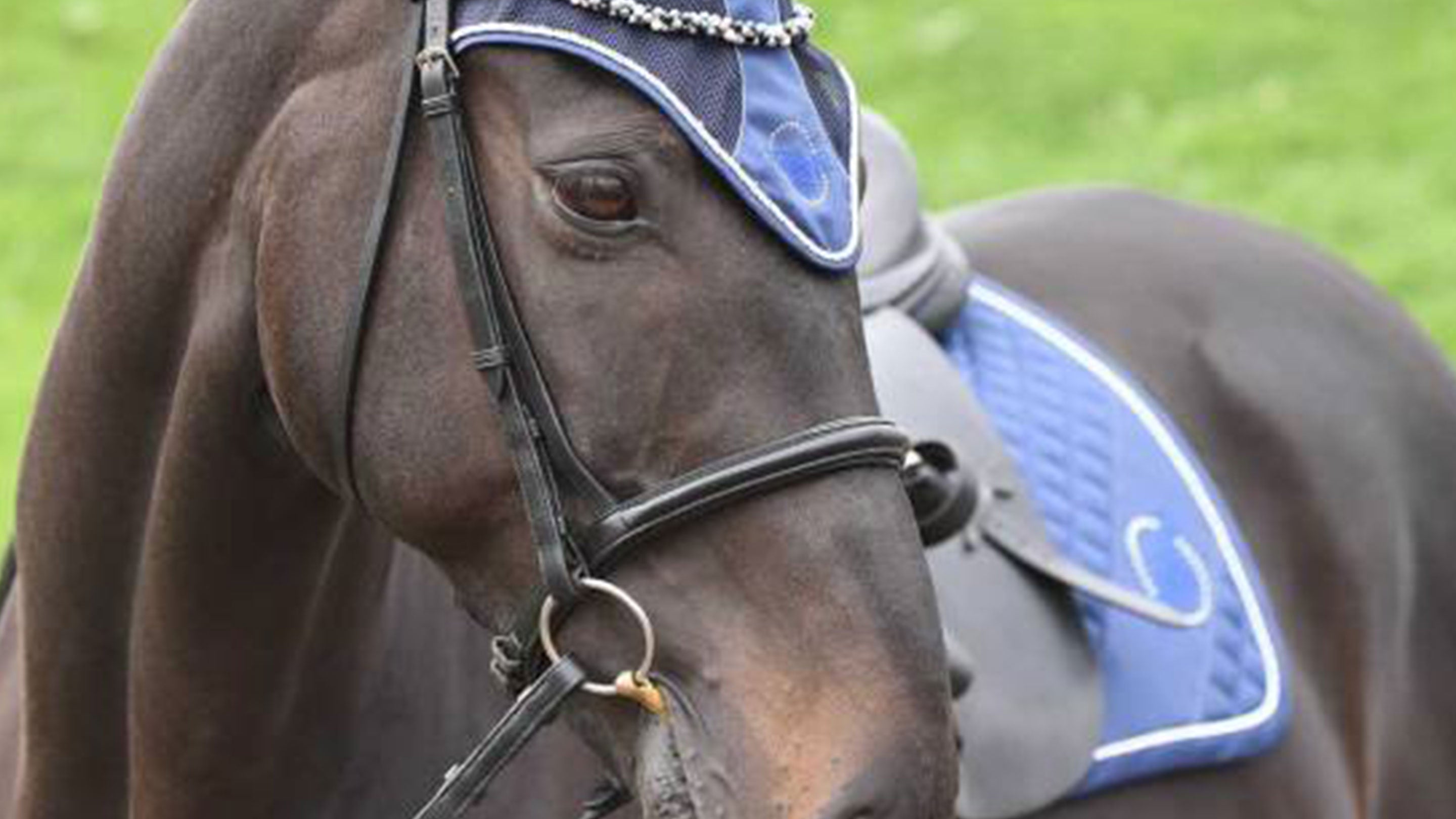 SADDLE PADS & ACCESSORIES