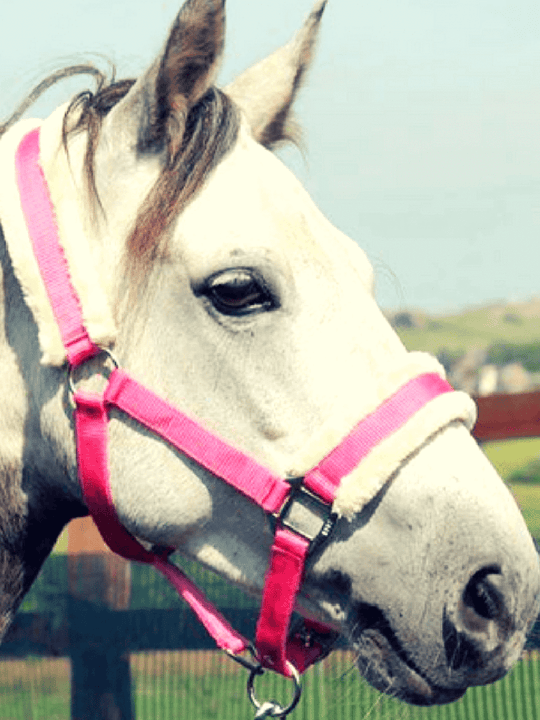 HB Horsewear, Saddle Pads, Tendon Boots, Horse Care