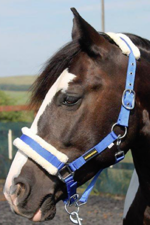 HB Horsewear, Saddle Pads, Tendon Boots, Horse Care