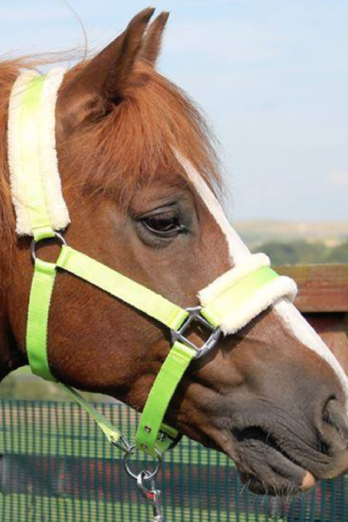 HB Horsewear, Saddle Pads, Tendon Boots, Horse Care