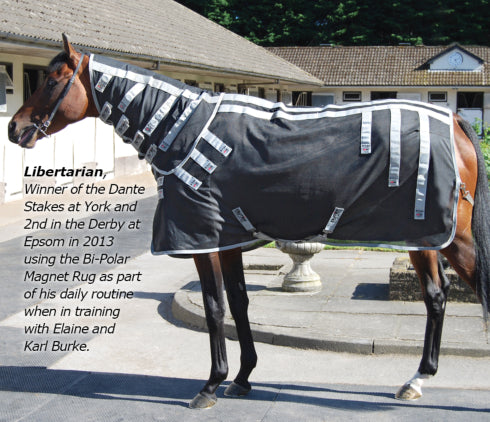 HB Horsewear, Saddle Pads, Tendon Boots, Horse Care