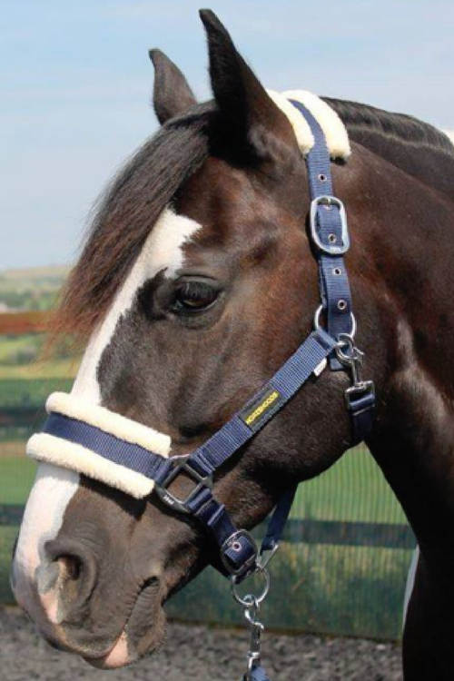 HB Horsewear, Saddle Pads, Tendon Boots, Horse Care