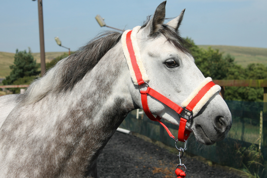 HB Horsewear, Saddle Pads, Tendon Boots, Horse Care