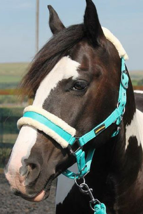 HB Horsewear, Saddle Pads, Tendon Boots, Horse Care