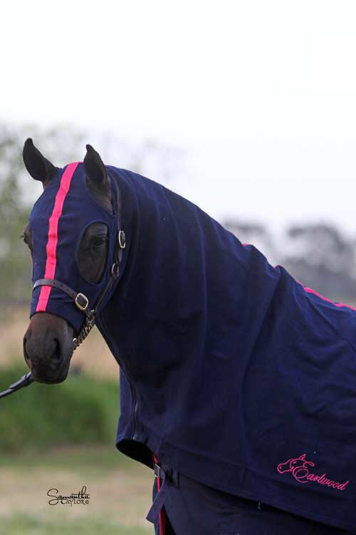 HB Horsewear, Saddle Pads, Tendon Boots, Horse Care