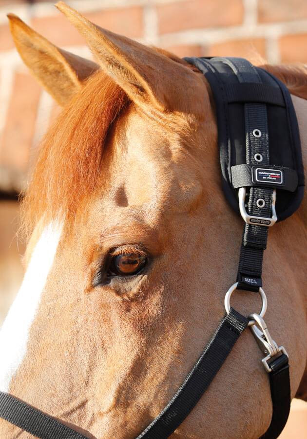 HB Horsewear, Saddle Pads, Tendon Boots, Horse Care