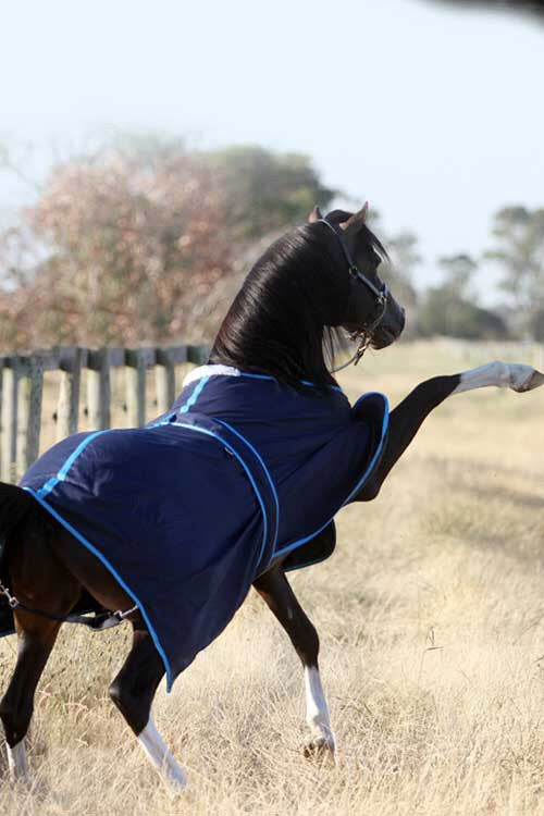 HB Horsewear, Saddle Pads, Tendon Boots, Horse Care