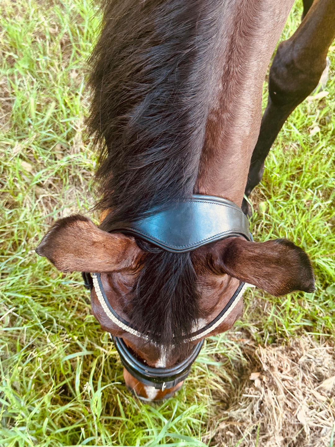 NEW Hoof EQ Grace Ergonomic Snaffle Bridle