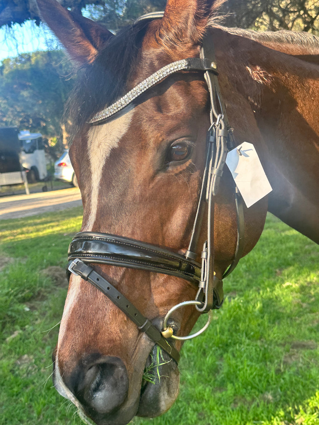 NEW Hoof EQ Grace Ergonomic Snaffle Bridle