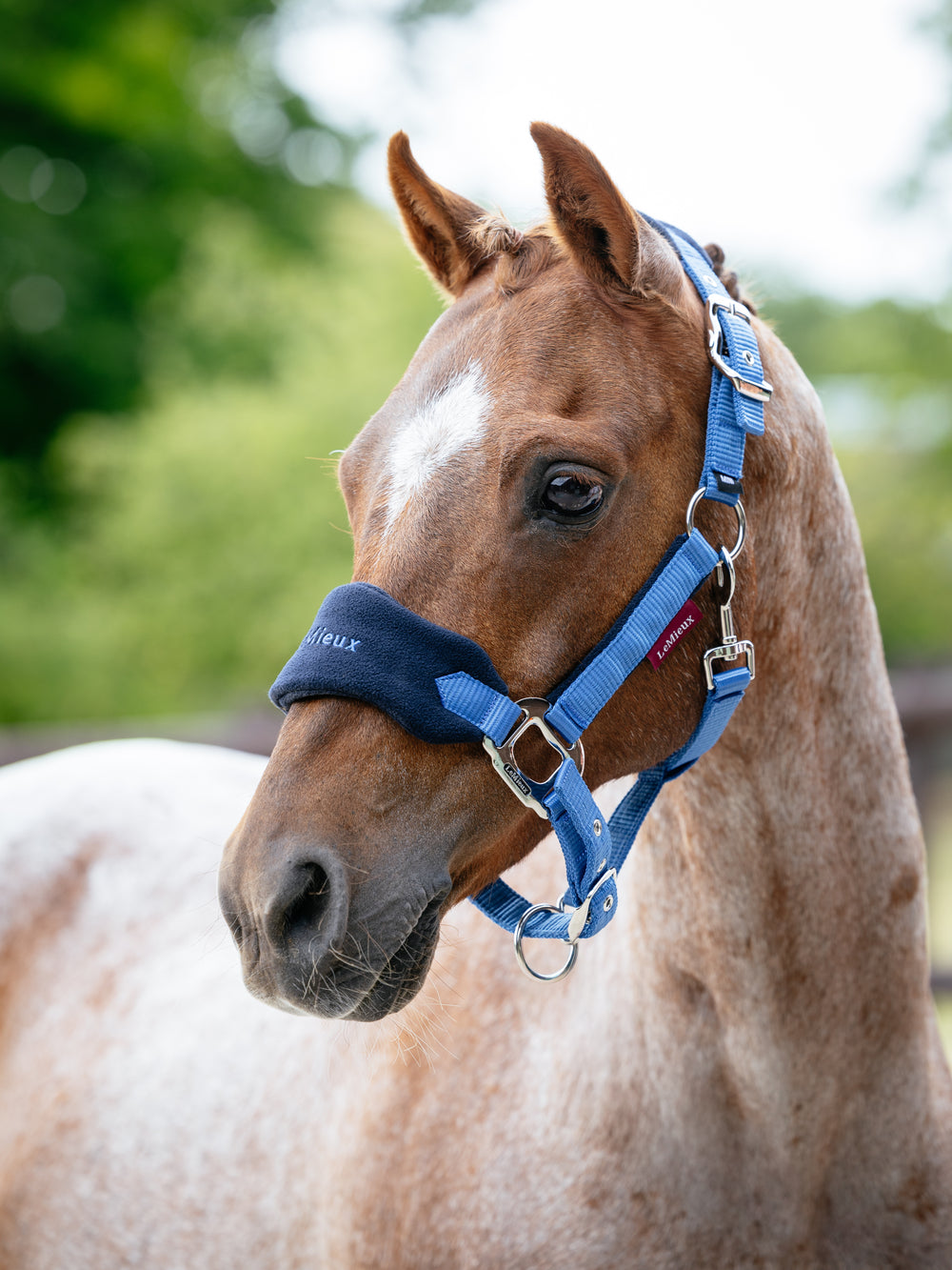 Vogue Benetton Blue Head Collar and Lead rope